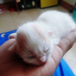 Close-up of hand holding kitten