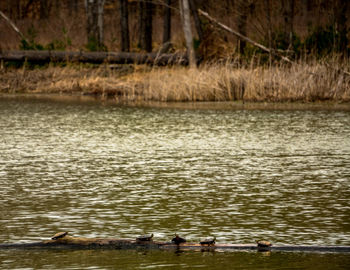 Ducks swimming in lake