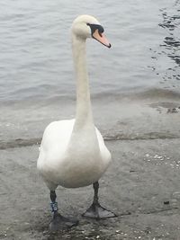 White swan in water