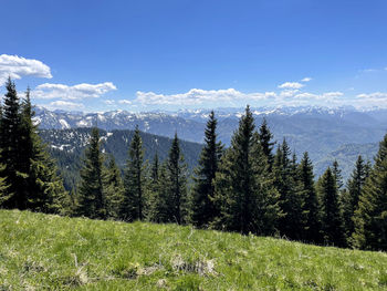 Pine trees on field against sky