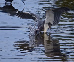 Bird in water