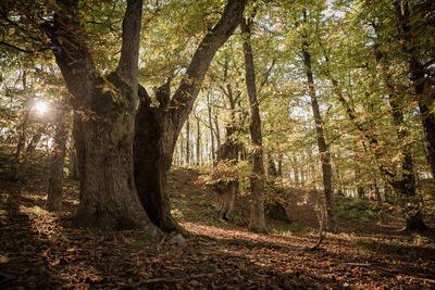 Trees in forest