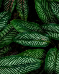 Full frame shot of palm leaves