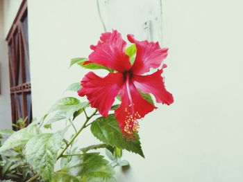 Close-up of red hibiscus blooming outdoors