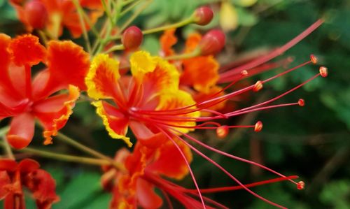 Close-up of red flowering plant