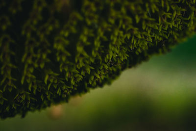 Close-up of fern