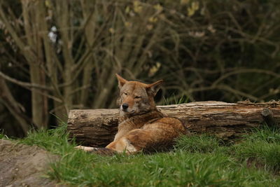 Portrait of wolf on field