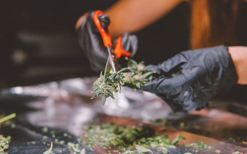 Cropped hands of person cutting cannabis plant