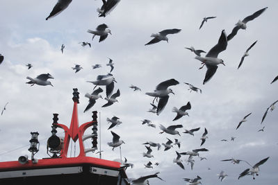 Low angle view of birds flying in sky