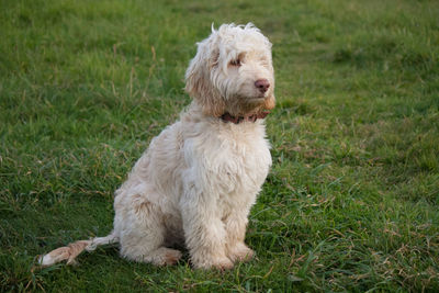 Dog relaxing on grassy field