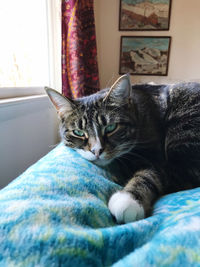 Portrait of cat relaxing at home