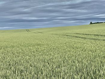 Scenic view of agricultural field against sky