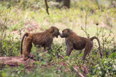 Monkeys on field at lake nakuru national park