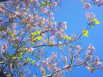 Low angle view of cherry tree against blue sky