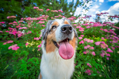 Portrait of dog on field