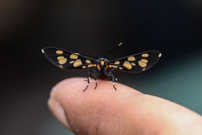 Close-up of butterfly on hand