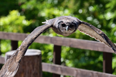 Close-up of a bird on wood