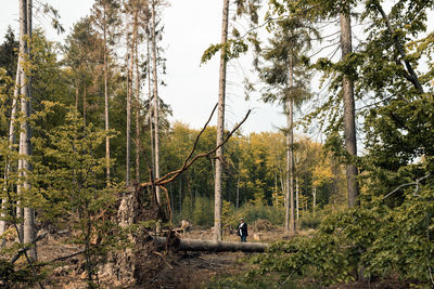 Rear view of man walking amidst trees in forest