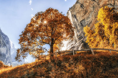 Low angle view of trees against sky during autumn
