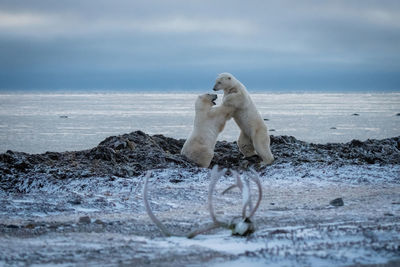 Two polar bears wrestle near caribou antlers