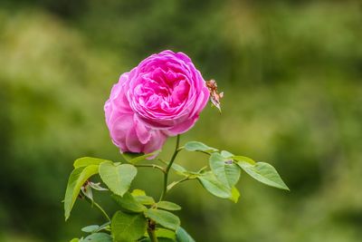 Close-up of pink rose