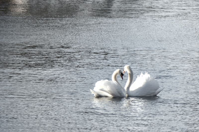 Swans swimming in lake