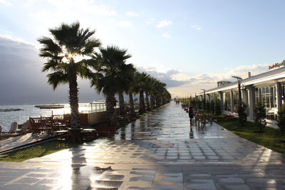 Palm trees on beach against sky