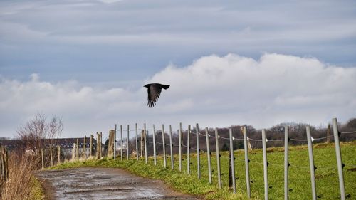 View of a bird flying over land