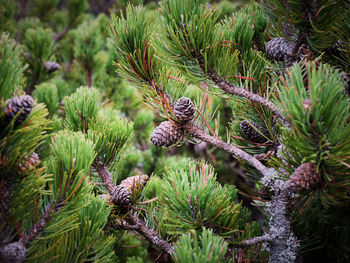 Close-up of pine tree
