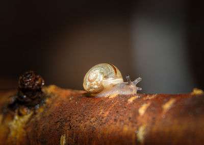 Close-up of snail