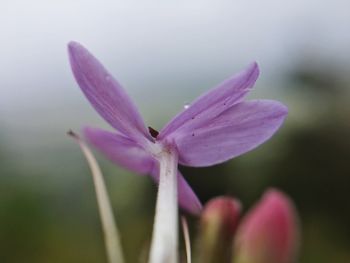 Close-up of flower against blurred background