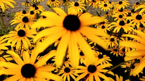 Close-up of yellow daisy flowers