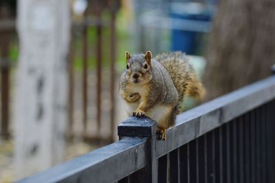 Close-up of squirrel