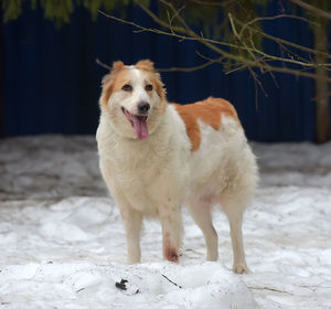 Portrait of dog standing on snow covered land