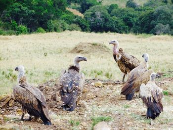 Birds perching on field