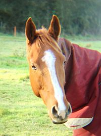 Close-up of horse