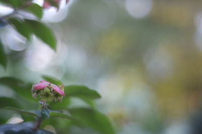 Close-up of pink flowering plant