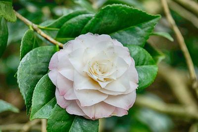 Close-up of rose plant