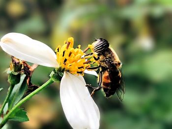 Close-up of bee pollinating on flower