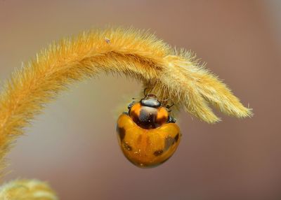 Close-up of insect