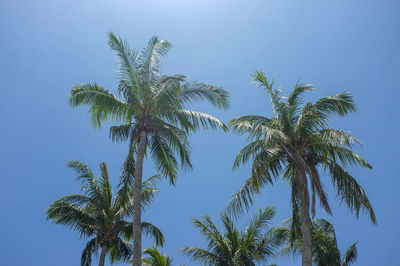 Low angle view of coconut palm tree against clear sky