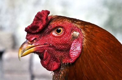 Close-up of rooster