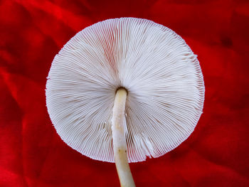Close-up of white mushroom