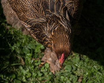 High angle view of bird