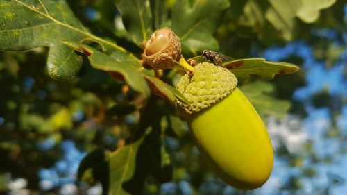 Close-up of fruit on tree