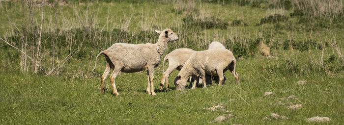 Sheep standing in a field