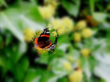 Close-up of butterfly on flower