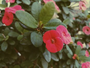 Close-up of pink flowering plant