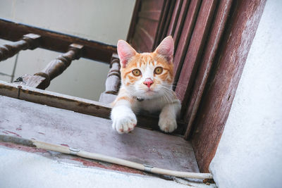 Portrait of cat sitting on window