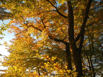 Low angle view of trees against clear sky